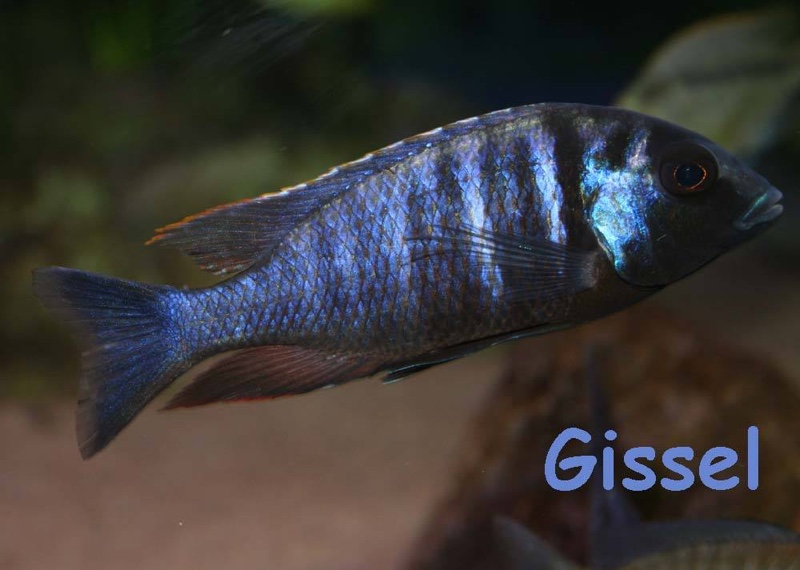 Placidochromis electra 'Gome'